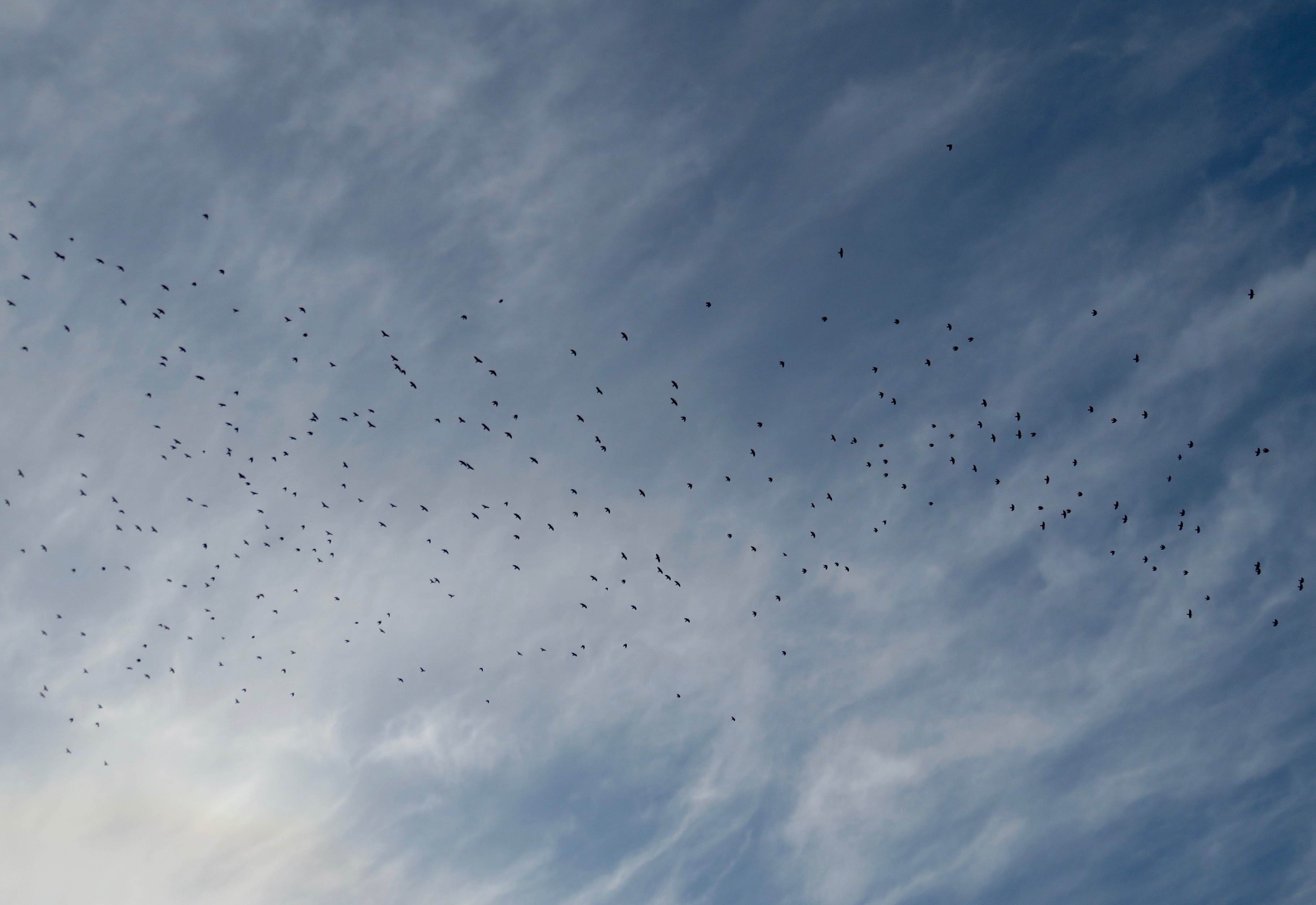 Birds over Bucharest